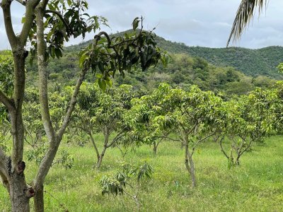 ขายบ้านสวน วิวภูเขา 7 ไร่ 3 งาน 89 ตร.วา