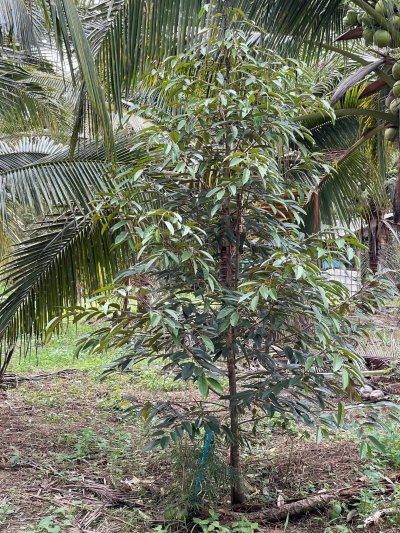 ขายสวนมะพร้าวนํ้าหอม ปลูกทุเรียนแซมไว้ เอกสารโฉนดครุฑแดง ขายสวนมะพร้าวนํ้าหอม ปลูกทุเรียนแซมไว้ เอกสารโฉนดครุฑแดง