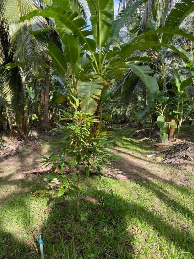 ขายบ้านสวนพร้อมที่ดิน 5 ไร่ 3 งาน 08 ตร.วา ขายบ้านสวนพร้อมที่ดิน 5 ไร่ 3 งาน 08 ตร.วา