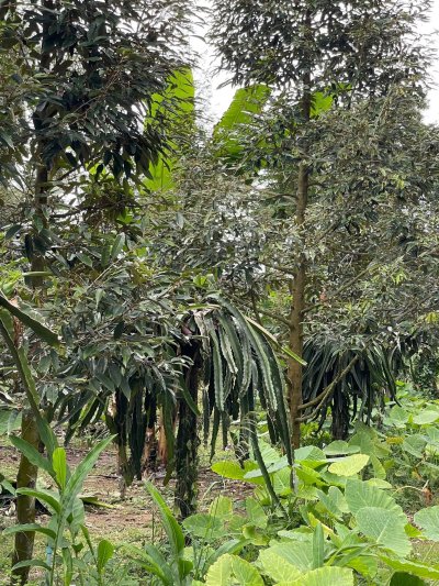 ขายบ้านสวน ปลูกทุเรียนเก็บผลได้แล้ว 6 ไร่ 80 ตร.วา ขายบ้านสวน ปลูกทุเรียนเก็บผลได้แล้ว 6 ไร่ 80 ตร.วา