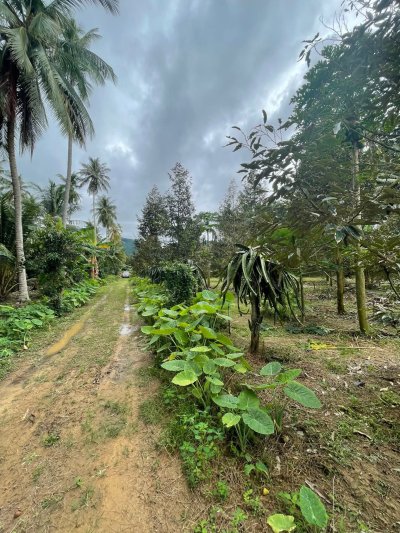 ขายบ้านสวน ปลูกทุเรียนเก็บผลได้แล้ว 6 ไร่ 80 ตร.วา