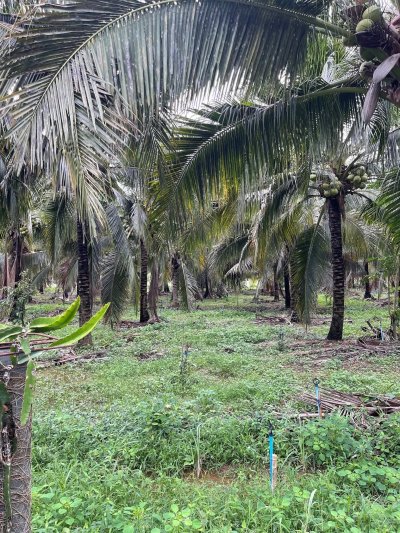 ขายสวนมะพร้าวนํ้าหอม ปลูกทุเรียนแซมไว้ เอกสารโฉนดครุฑแดง ขายสวนมะพร้าวนํ้าหอม ปลูกทุเรียนแซมไว้ เอกสารโฉนดครุฑแดง