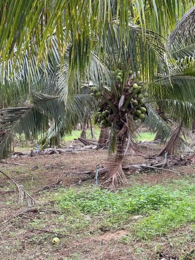 ขายสวนมะพร้าวนํ้าหอม ปลูกทุเรียนแซมไว้ เอกสารโฉนดครุฑแดง