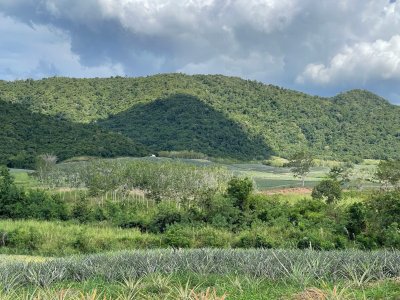 81 ไร่ 75 ตร.วา เอกสาร โฉนดครุฑแดง ขายไร่ละ 190,000 บ. 81 ไร่ 75 ตร.วา เอกสาร โฉนดครุฑแดง ขายไร่ละ 190,000 บ.