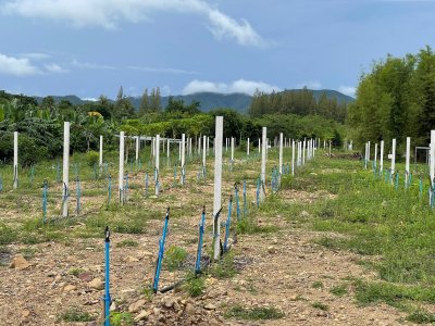 ขายสวนมะพร้าวนํ้าหอม ปลูกทุเรียนแซมไว้ เอกสารโฉนดครุฑแดง