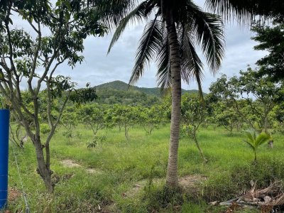 ขายบ้านสวน วิวภูเขา 7 ไร่ 3 งาน 89 ตร.วา ขายบ้านสวน วิวภูเขา 7 ไร่ 3 งาน 89 ตร.วา