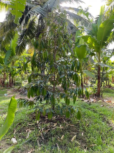 ขายบ้านสวนพร้อมที่ดิน 5 ไร่ 3 งาน 08 ตร.วา