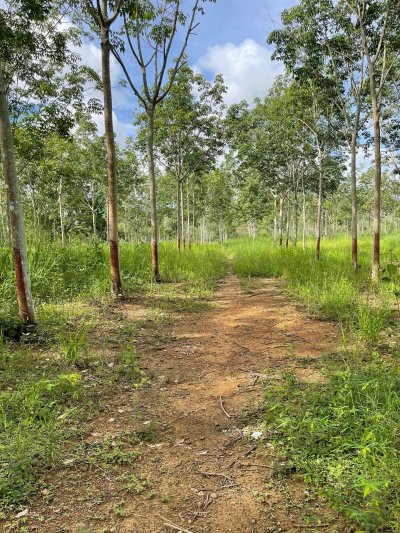 81 ไร่ 75 ตร.วา เอกสาร โฉนดครุฑแดง ขายไร่ละ 190,000 บ. 81 ไร่ 75 ตร.วา เอกสาร โฉนดครุฑแดง ขายไร่ละ 190,000 บ.