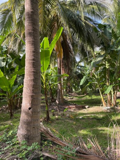 ขายบ้านสวนพร้อมที่ดิน 5 ไร่ 3 งาน 08 ตร.วา ขายบ้านสวนพร้อมที่ดิน 5 ไร่ 3 งาน 08 ตร.วา