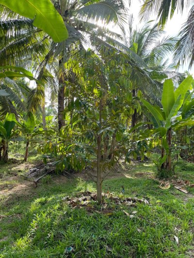 ขายบ้านสวนพร้อมที่ดิน 5 ไร่ 3 งาน 08 ตร.วา