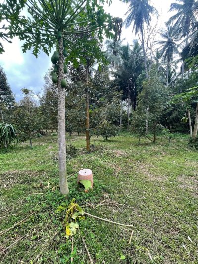 ขายบ้านสวน ปลูกทุเรียนเก็บผลได้แล้ว 6 ไร่ 80 ตร.วา ขายบ้านสวน ปลูกทุเรียนเก็บผลได้แล้ว 6 ไร่ 80 ตร.วา