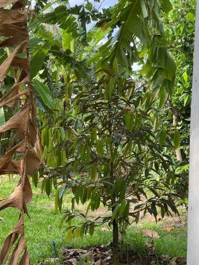 ขายบ้านสวนพร้อมที่ดิน 5 ไร่ 3 งาน 08 ตร.วา ขายบ้านสวนพร้อมที่ดิน 5 ไร่ 3 งาน 08 ตร.วา