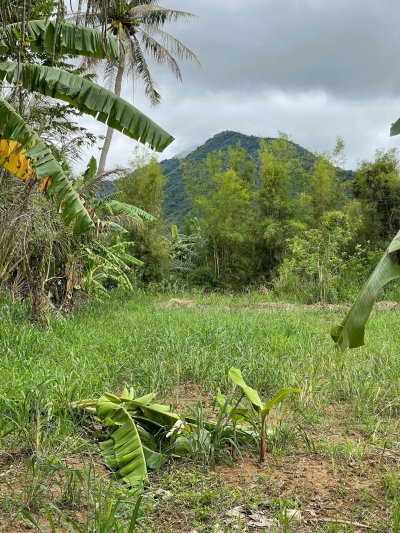 ขายบ้านสวน ปลูกทุเรียนเก็บผลได้แล้ว 6 ไร่ 80 ตร.วา ขายบ้านสวน ปลูกทุเรียนเก็บผลได้แล้ว 6 ไร่ 80 ตร.วา