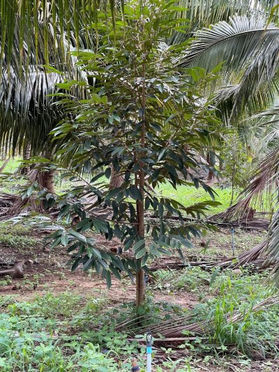 ขายสวนมะพร้าวนํ้าหอม ปลูกทุเรียนแซมไว้ เอกสารโฉนดครุฑแดง ขายสวนมะพร้าวนํ้าหอม ปลูกทุเรียนแซมไว้ เอกสารโฉนดครุฑแดง