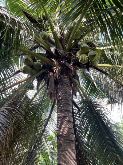 ขายบ้านสวนพร้อมที่ดิน 5 ไร่ 3 งาน 08 ตร.วา ขายบ้านสวนพร้อมที่ดิน 5 ไร่ 3 งาน 08 ตร.วา