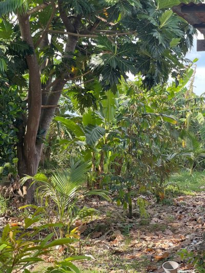 ขายบ้านสวนพร้อมที่ดิน 5 ไร่ 3 งาน 08 ตร.วา