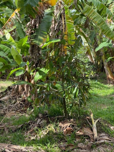 ขายบ้านสวนพร้อมที่ดิน 5 ไร่ 3 งาน 08 ตร.วา ขายบ้านสวนพร้อมที่ดิน 5 ไร่ 3 งาน 08 ตร.วา