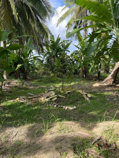 ขายบ้านสวนพร้อมที่ดิน 5 ไร่ 3 งาน 08 ตร.วา