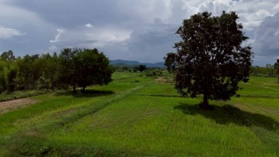 ที่ดินติดถนนลาดยางปรับถมพื้นที่ปลูกสร้างบ้าน ไร่ละ 320,000