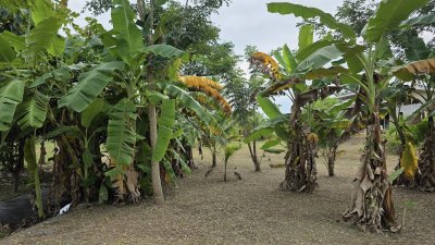 บ้านสวนเลียบถนนคลองชลประทาน บ้านสวนเลียบถนนคลองชลประทาน