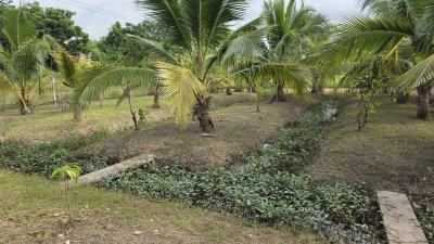 บ้านสวนเลียบถนนคลองชลประทาน บ้านสวนเลียบถนนคลองชลประทาน