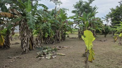 บ้านสวนเลียบถนนคลองชลประทาน