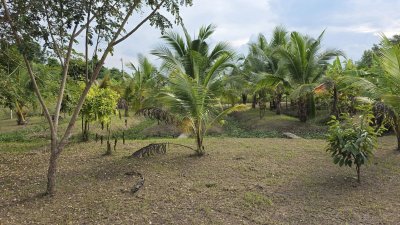 บ้านสวนเลียบถนนคลองชลประทาน