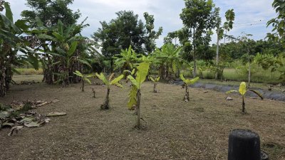 บ้านสวนเลียบถนนคลองชลประทาน บ้านสวนเลียบถนนคลองชลประทาน