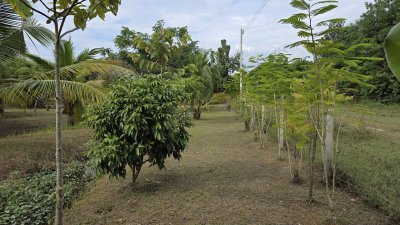 บ้านสวนเลียบถนนคลองชลประทาน