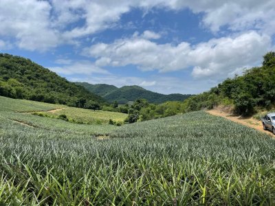 ขายที่ดินไร่ละ 90,000 บาท ห่างถนนลาดยาง 1.5 กม.