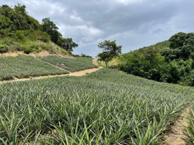 ขายที่ดินไร่ละ 90,000 บาท ห่างถนนลาดยาง 1.5 กม.