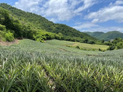 ขายที่ดินไร่ละ 90,000 บาท ห่างถนนลาดยาง 1.5 กม.