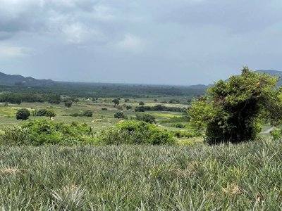 ขายที่ดินไร่ละ 90,000 บาท ห่างถนนลาดยาง 1.5 กม.