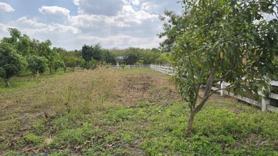 ที่สวนมะม่วง 350 ตร.วา มีน้ำประปา+ไฟฟ้า ใกล้ถนนทางหลวงชนบท