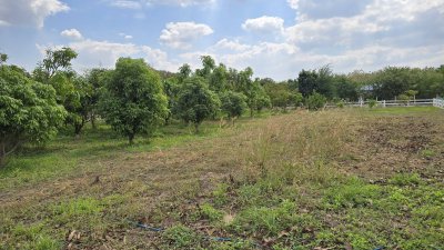 ที่สวนมะม่วง 350 ตร.วา มีน้ำประปา+ไฟฟ้า ใกล้ถนนทางหลวงชนบท