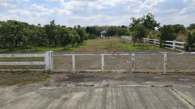 ที่สวนมะม่วง 350 ตร.วา มีน้ำประปา+ไฟฟ้า ใกล้ถนนทางหลวงชนบท