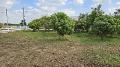 ที่สวนมะม่วง 350 ตร.วา มีน้ำประปา+ไฟฟ้า ใกล้ถนนทางหลวงชนบท