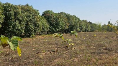 ที่ดินโฉนด สวนผสม ปลูกมะม่วง และไม้ป่า