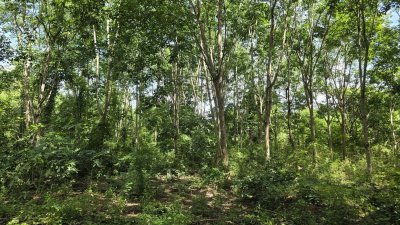 ท๊อปวิว ตั้งแคมป์ลานกางเต้นท์ บ้านพักตากอากาศ บ้าน 2หลัง