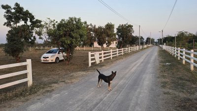 ที่ดินใกล้รพ. และตลาด 5นาที ต.จอมบึง อ.จอมบึง จ.ราชบุรี