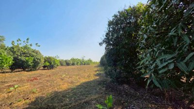 ที่ดินโฉนด สวนผสม ปลูกมะม่วง และไม้ป่า