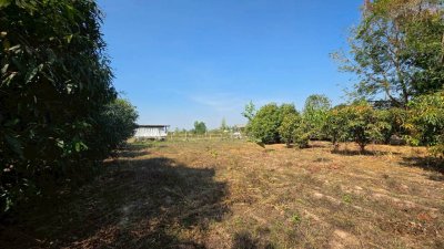 ที่ดินโฉนด สวนผสม ปลูกมะม่วง และไม้ป่า