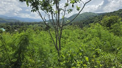 ท๊อปวิว ตั้งแคมป์ลานกางเต้นท์ บ้านพักตากอากาศ บ้าน 2หลัง