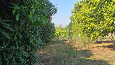 ที่ดินโฉนด สวนผสม ปลูกมะม่วง และไม้ป่า