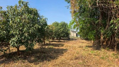 ที่ดินโฉนด สวนผสม ปลูกมะม่วง และไม้ป่า