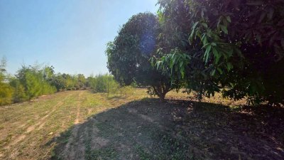 ที่ดินโฉนด สวนผสม ปลูกมะม่วง และไม้ป่า