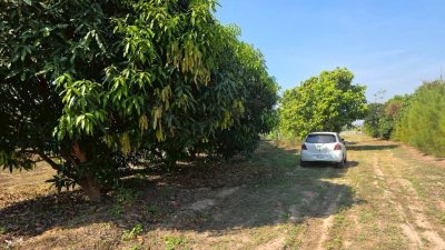 ที่ดินโฉนด สวนผสม ปลูกมะม่วง และไม้ป่า