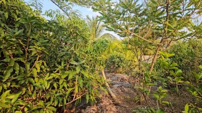 โฉนดครุฑแดงพร้อมโอน เนื้อที่ 2 งาน 64 ตารางวา ราคา 1,500,000 บาท