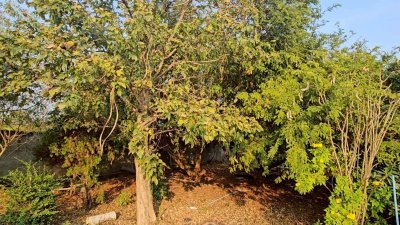 โฉนดครุฑแดงพร้อมโอน เนื้อที่ 2 งาน 64 ตารางวา ราคา 1,500,000 บาท