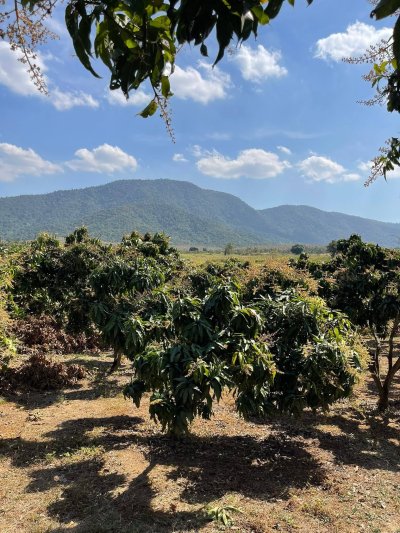 ขายด่วนๆ สวนมะม่วง เอาแค่ไร่ละ 80,000บ. ต.หาดขาม อ.กุยบุรี จ.ประจวบคีรีขันธ์